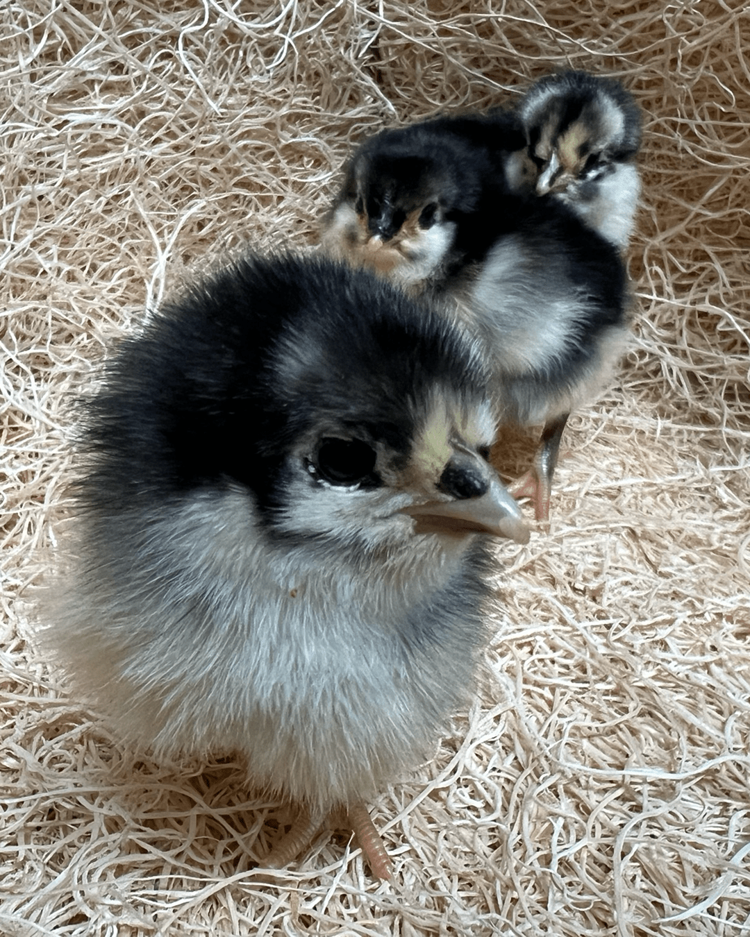 Black Australorp Vertical