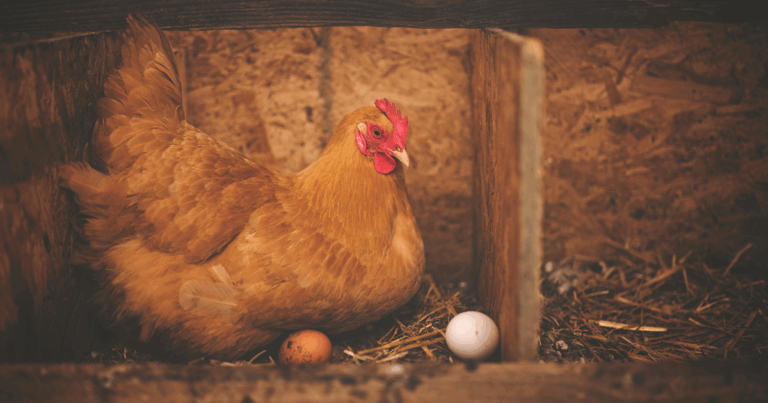 small and large pullet eggs in a basket beside a brown hen – Valley Farms Hatchery Muscle Shoals AL