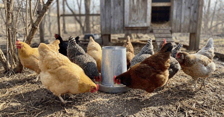 Feeding for Success_ What to Feed Chickens at Ev
