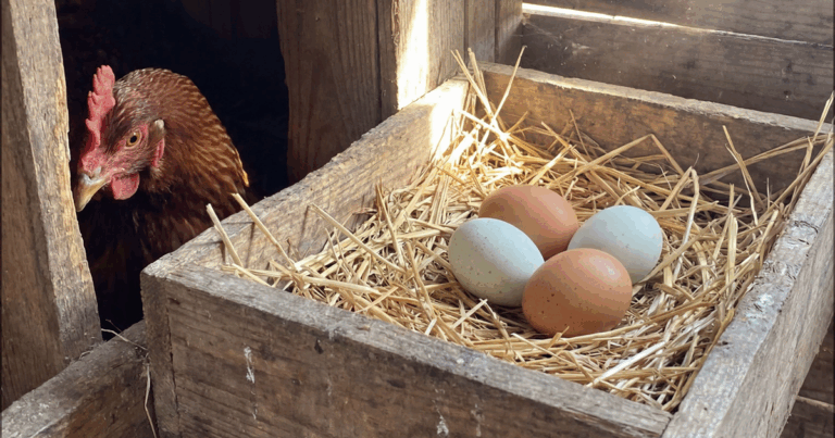 increase egg production