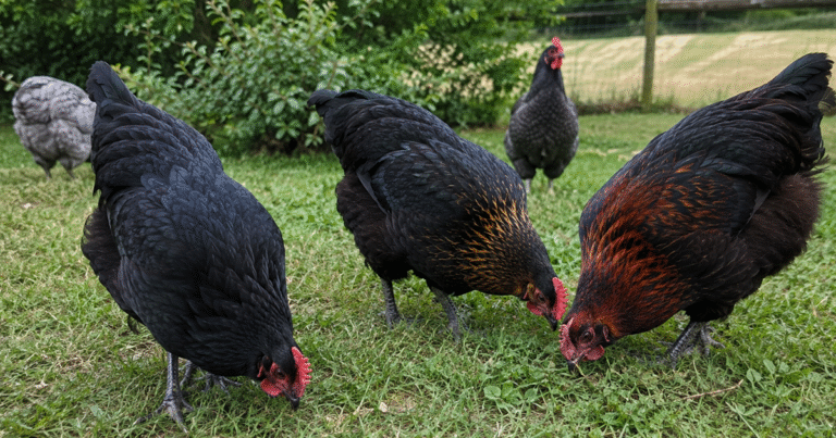 Black Australorp, Black Sexlink, and French Black Copper Marans free ranging