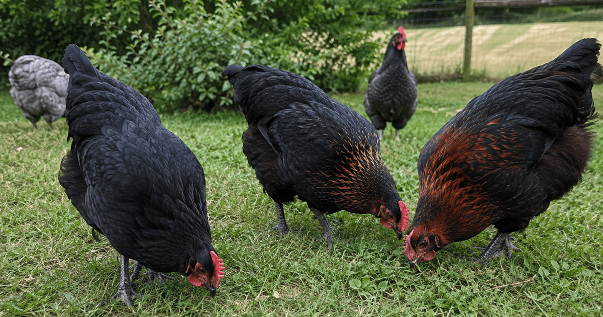 Black Australorp, Black Sexlink, and French Black Copper Marans free ranging